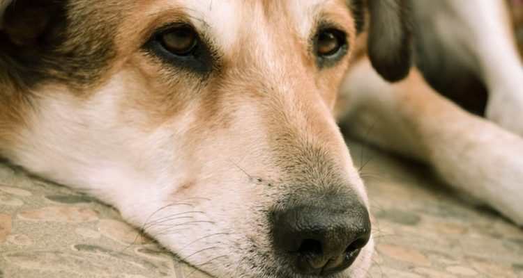 Veterinarios revelan lo último que hacen las mascotas antes de morir y es realmente desgarrador