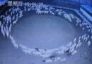 Misterio total en China, ovejas llevan 12 días girando en círculo sin parar