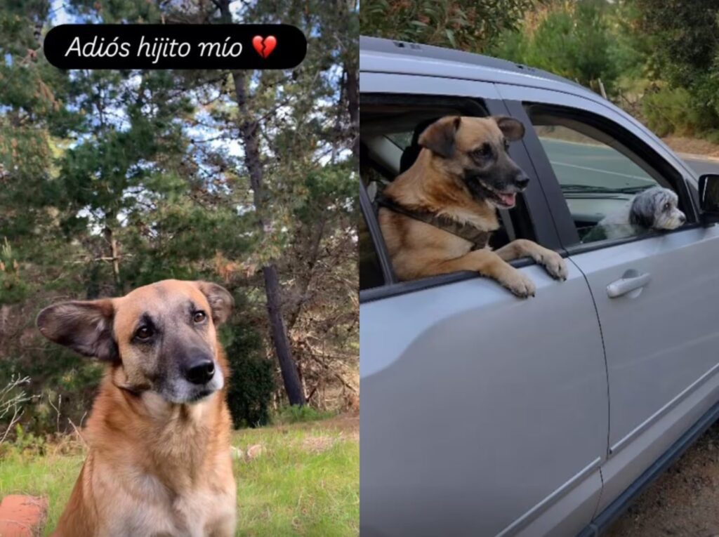perro Luis Sandoval 2048x1530 1 Luis Sandoval vive uno de los momentos más duros a nivel personal tras confirmar la muerte de su perro Nahuel, quien falleció luego de ser atropellado en la Región de O’Higgins, específicamente en Pichilemu, lugar donde el comunicador suele pasar tiempo con su familia.