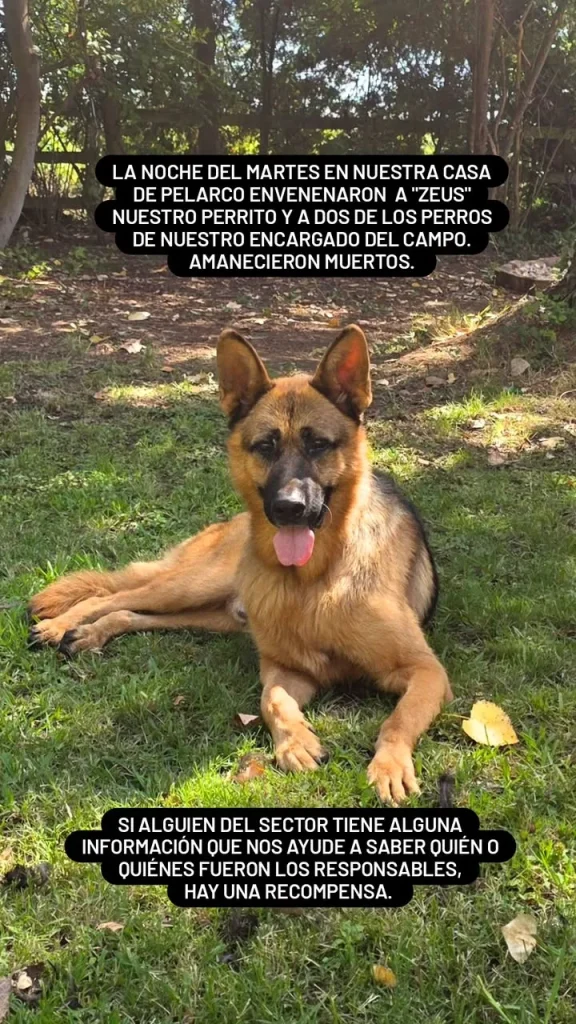 “Amanecieron muertos”: El dolor de Kel Calderón, ofrece $1 millón por información tras denunciar presunto envenenamiento de tres perros