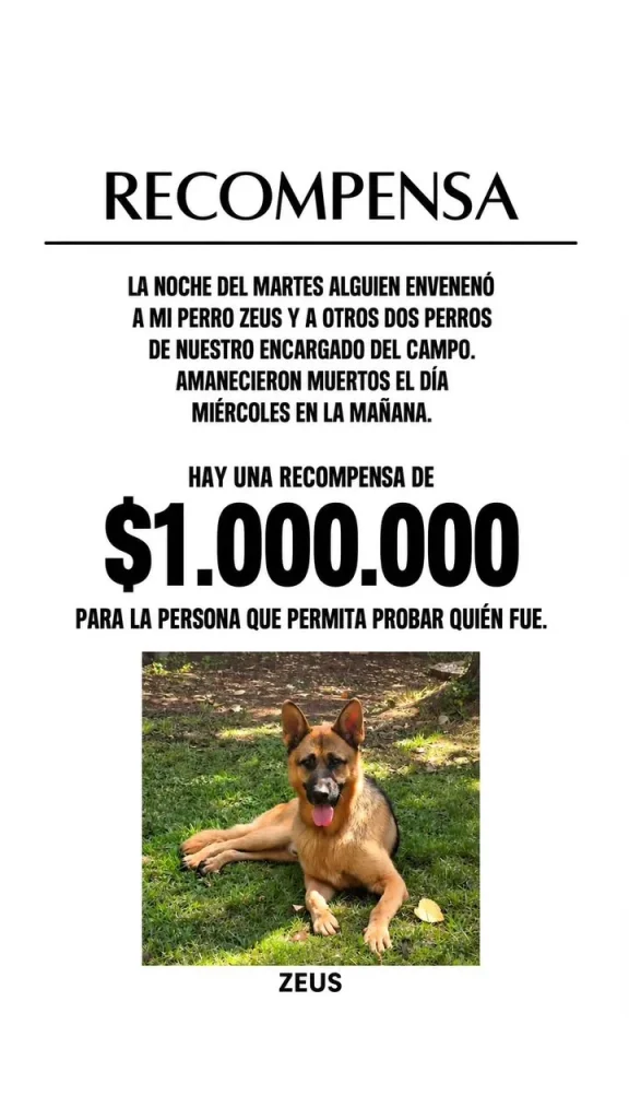 “Amanecieron muertos”: El dolor de Kel Calderón, ofrece $1 millón por información tras denunciar presunto envenenamiento de tres perros